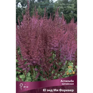 Астильба китайская Ю Энд Ми Форевер 85205495 STLM-2060860