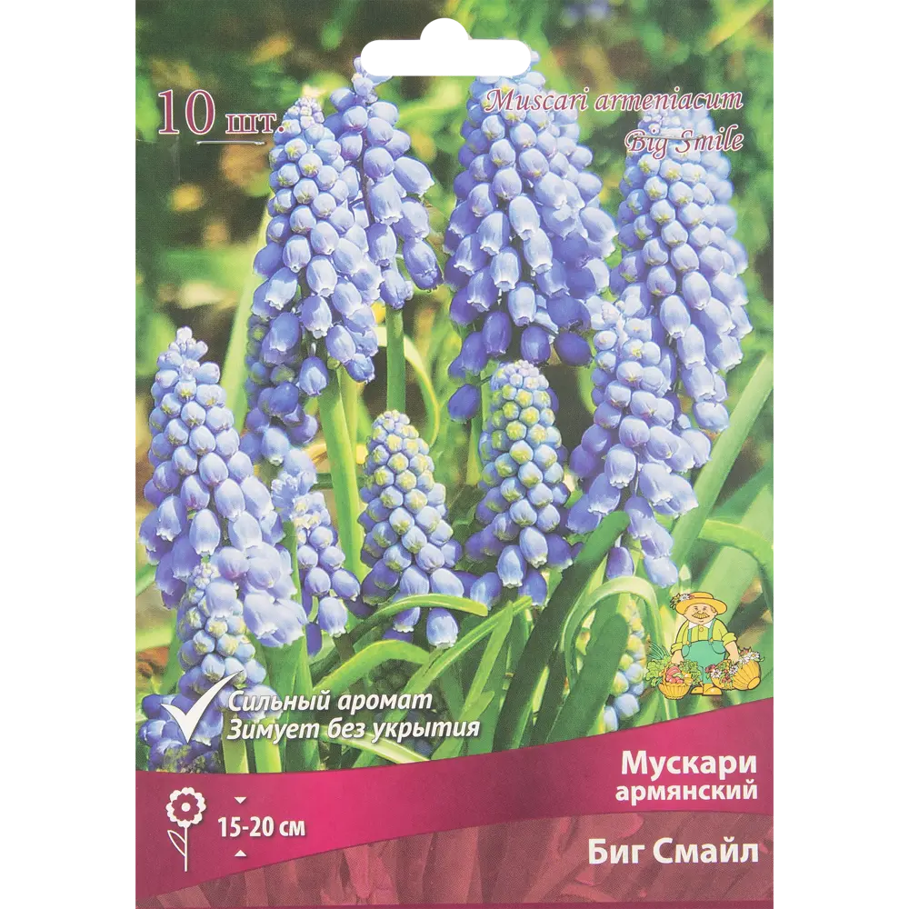 Мускари Биг Смайл от ПОИСК - 10 луковиц для яркого сада 85205642 STLM-1572069