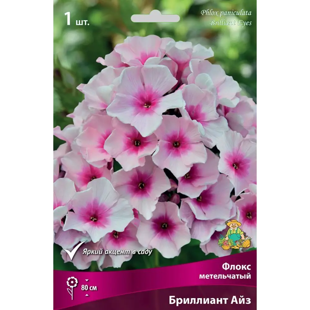 Флокс метельчатый Бриллиант Айз луковица I 83600067 STLM-2162135 Santreyd 