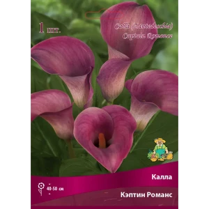 Калла Кэптин Романс 14/16, 1 шт 82530342 STLM-2032279
