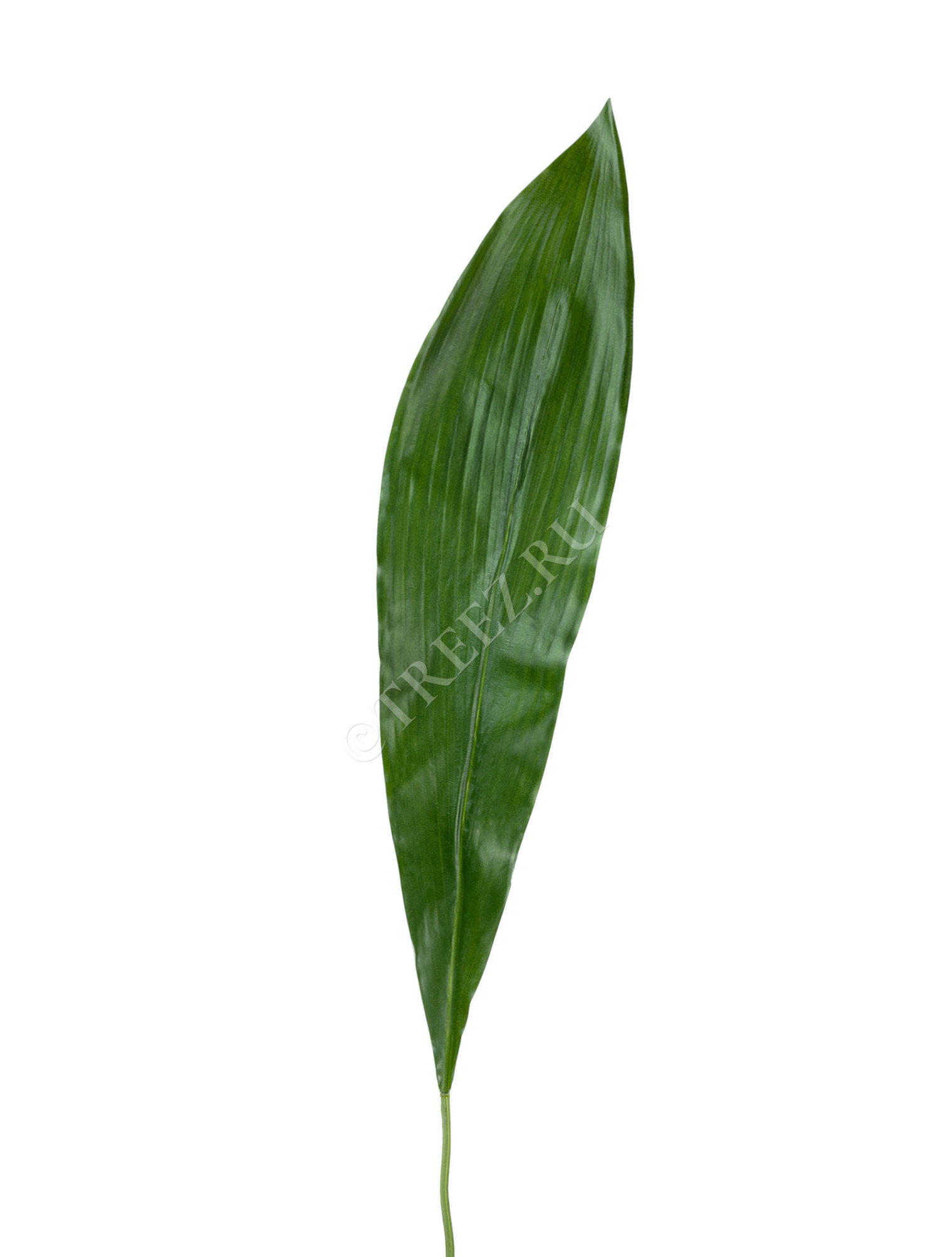 30.0611082 Лист Аспидистры Цветочная коллекция 