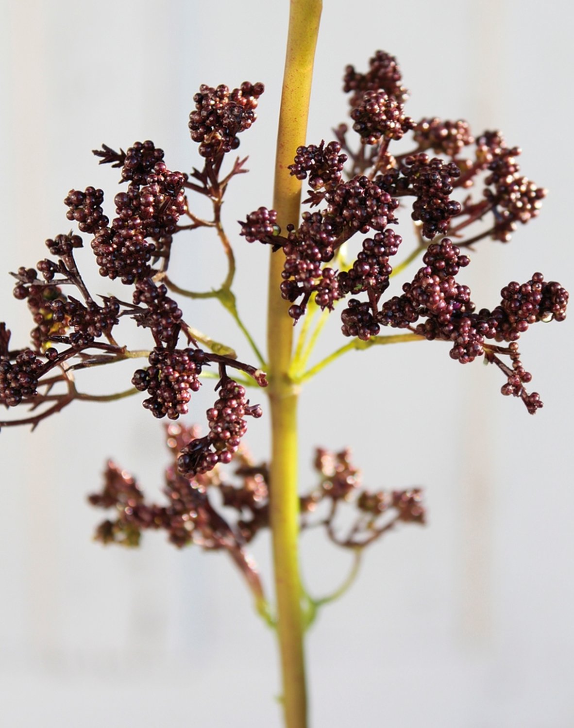 1953 666 a3 Спрей шелк ягодный, 120 см, коричневый H-andreas 