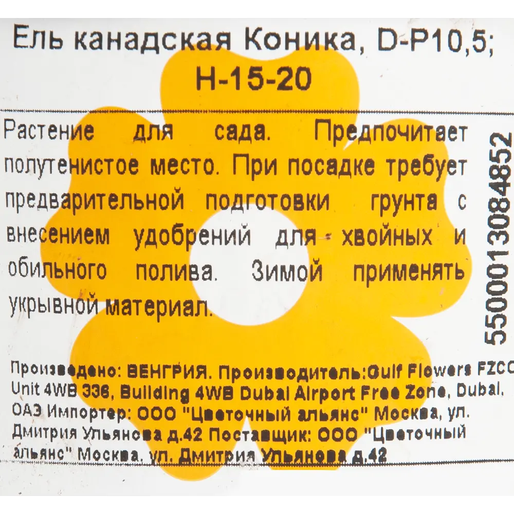 Ель канадская «Коника» 10x15 см 82601659 STLM-2077716 Santreyd  - Вид №1