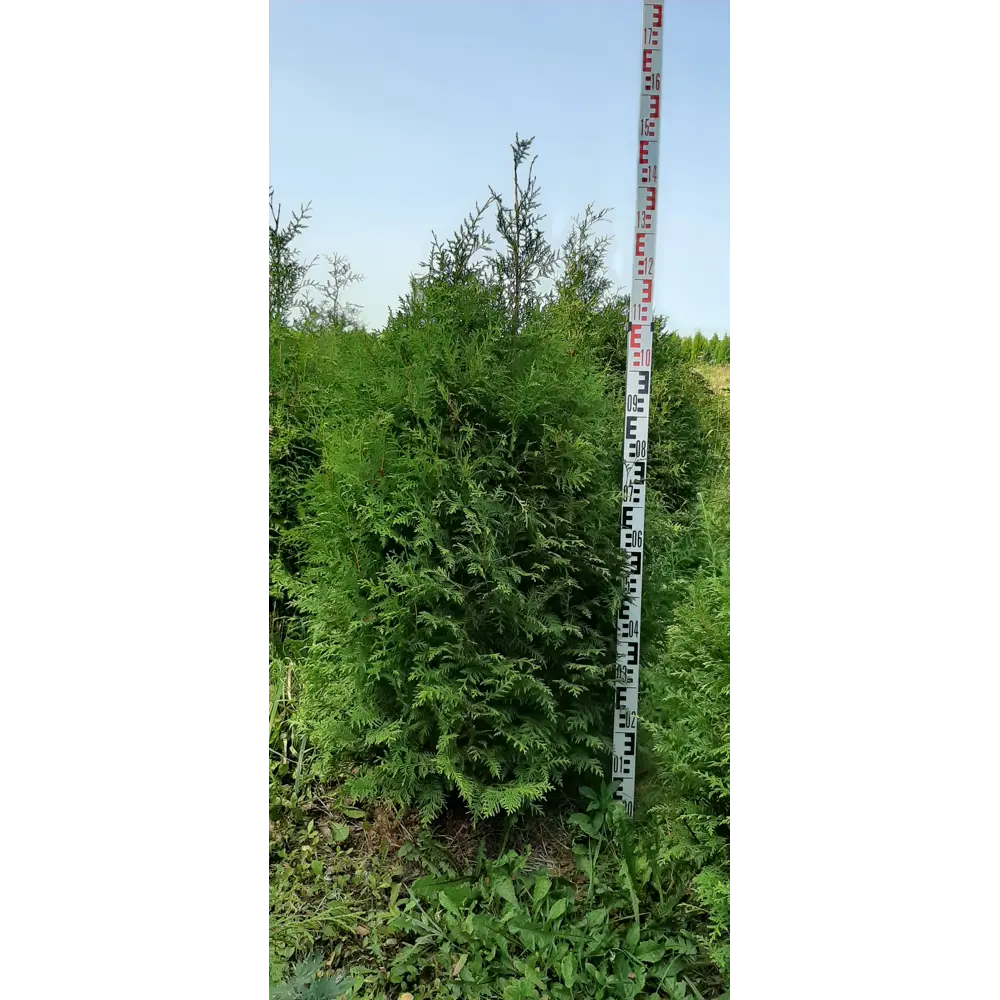 Туя западная Брабант ø44 h100 - 120 см 82779912 STLM-2001711 ГАВРИШ 