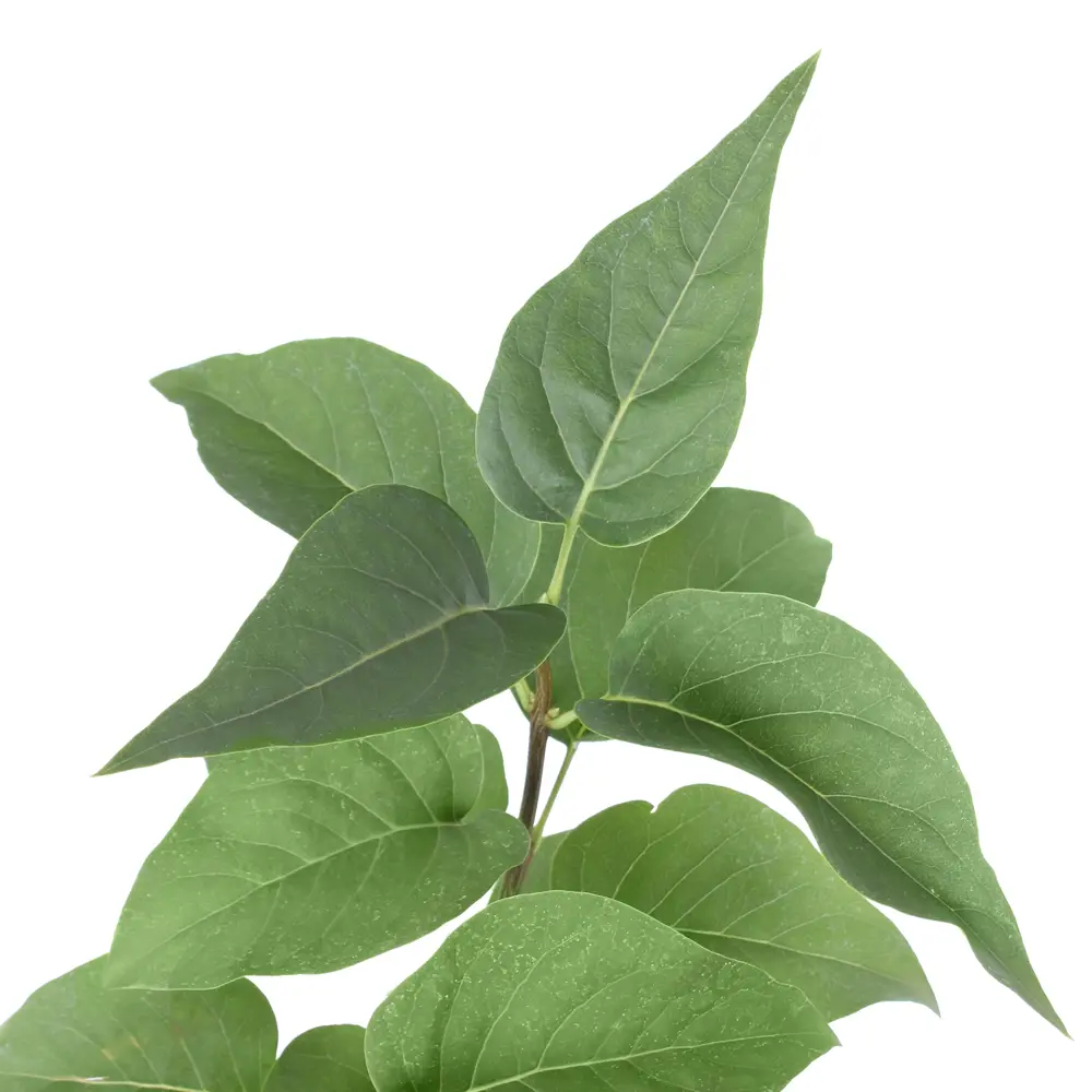 Сирень Красавица Москвы от Santreyd - саженцы с лососевыми соцветиями 81968677 STLM-0964195 - Вид №1