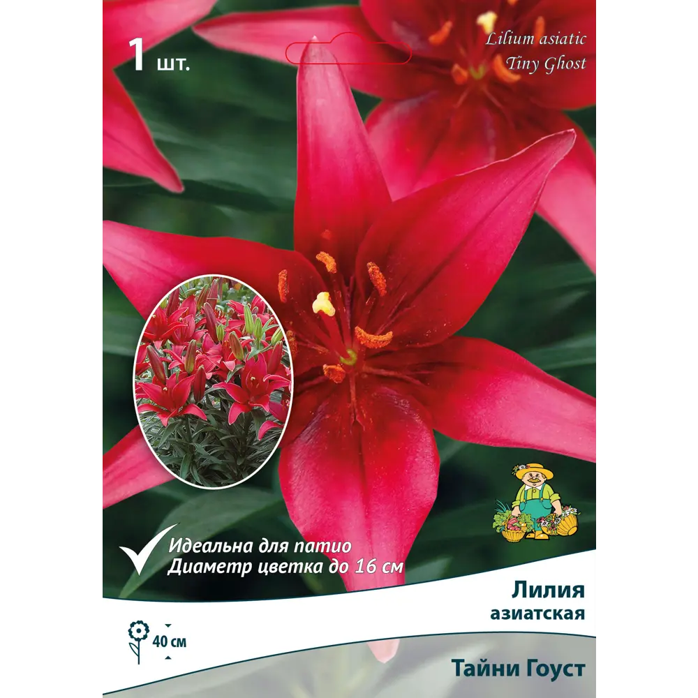 Лилия азиатские для патио «Тайни Гоуст» 82530222 STLM-2040764 Santreyd 