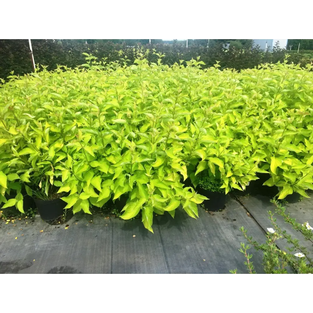Дерен белый Ауреа ø15 h80 см 84828771 STLM-2182995 PLANTMARKET 