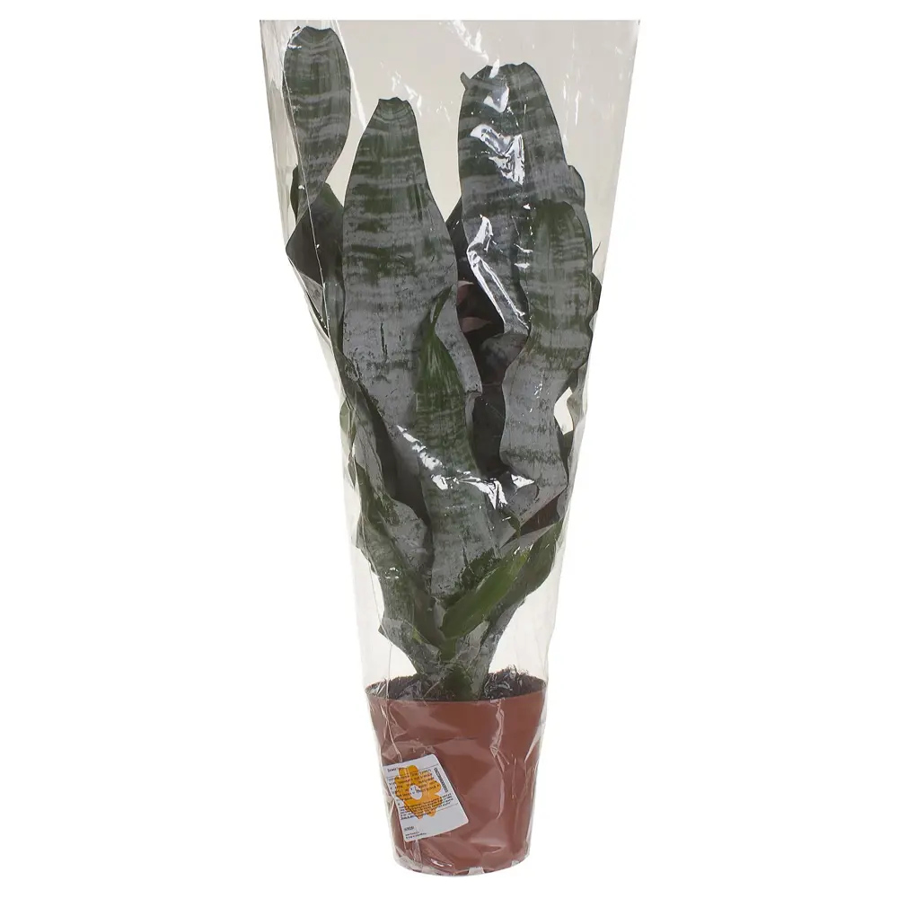 Santreyd Эхмея Примера - эксклюзивное комнатное растение с розовым цветением 14750291 STLM-0005086 - Вид №2