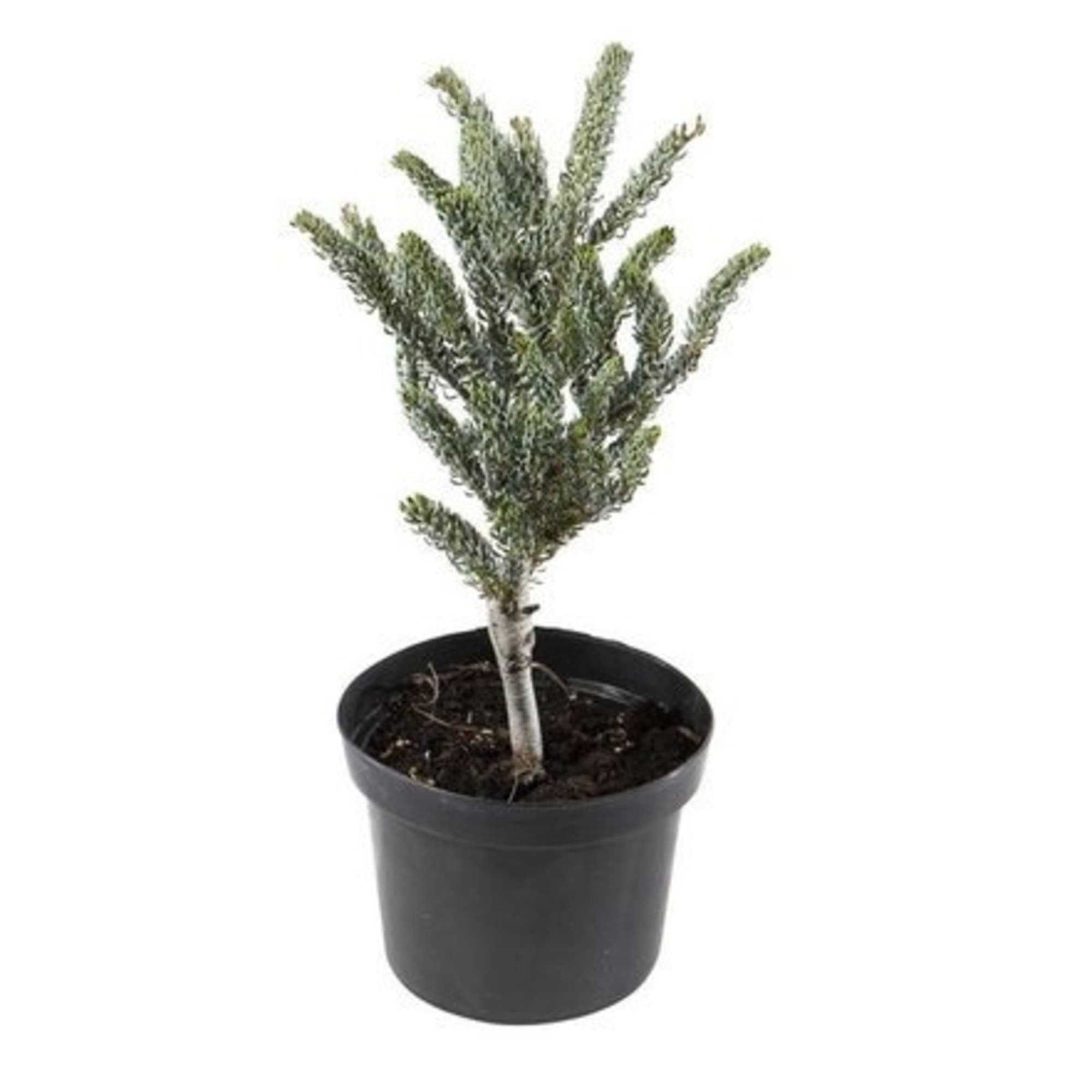 81959274 Пихта корейская d17/20-30 (Германия) Santreyd 