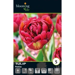 Луковицы тюльпана махрового раннего Понтиак 11/12 89433030