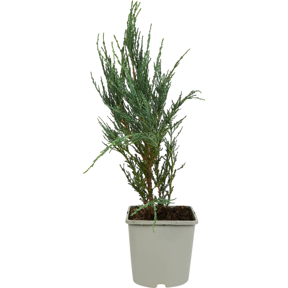 Можжевельник «Блю эрроу» 17x50 см 82621051 STLM-2122577 Santreyd  - Вид №1