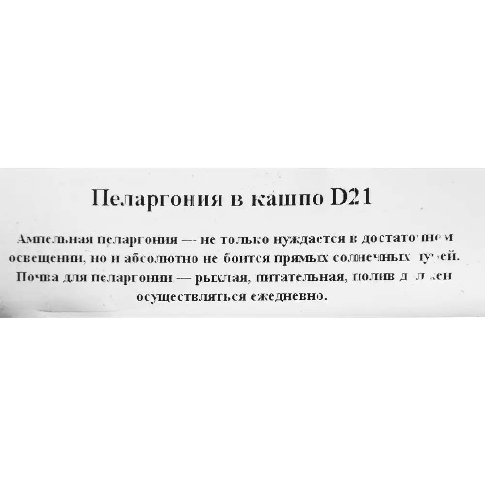 Santreyd Пеларгония в кашпо 21 см - пышное цветение для сада и балкона 82649997 STLM-0032836 - Вид №1