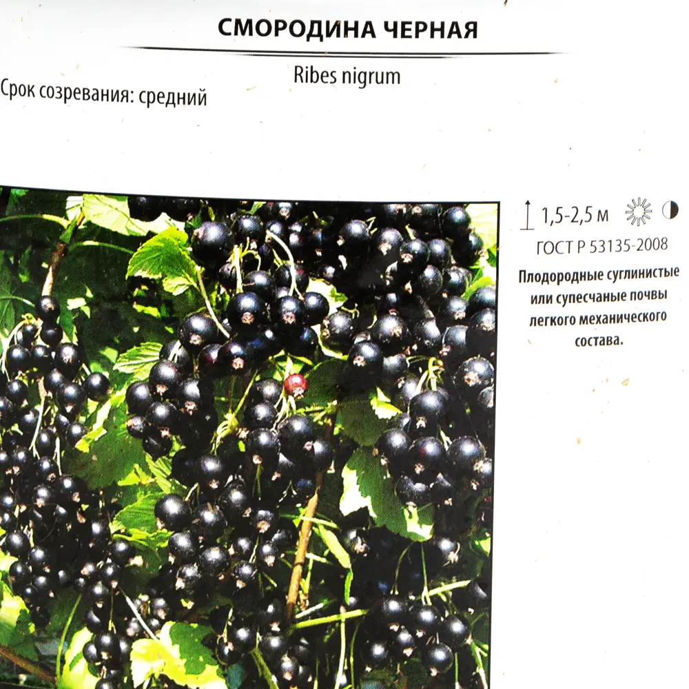 Смородина чёрная Бинар от Santreyd - витаминный кустарник для вашего сада 82585440 STLM-0030743 - Вид №1