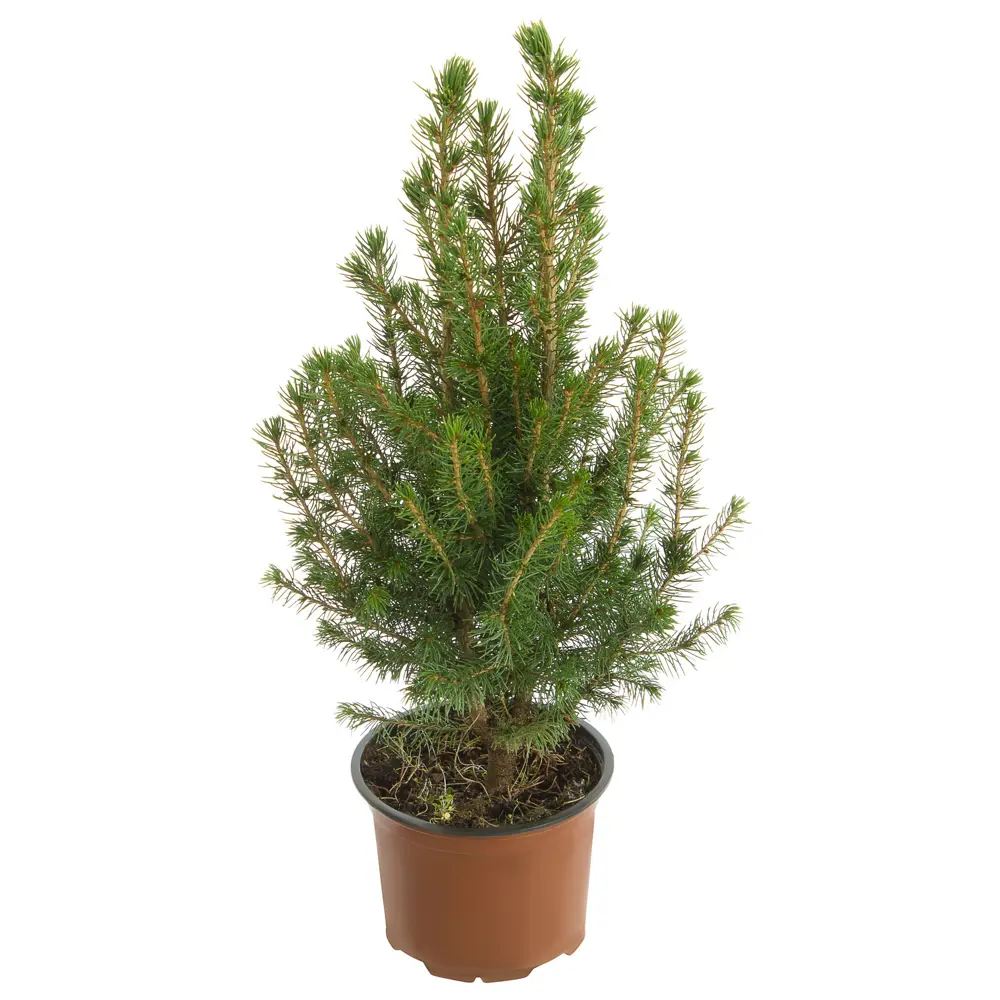 Ель живая Глауконика ø13 h50 см 17273312 STLM-2091370 Santreyd 