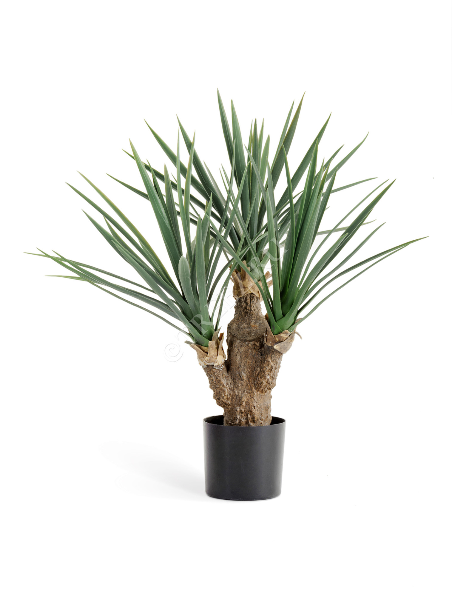 10.47802N Юкка Рострата Мини 3 ствола Цветочная коллекция 