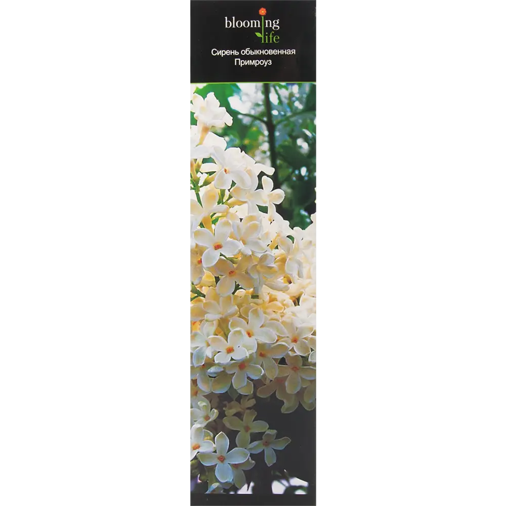 Сирень обыкновенная Примроуз в тубе 82539531 STLM-2104201 BLOOMING LIFE 