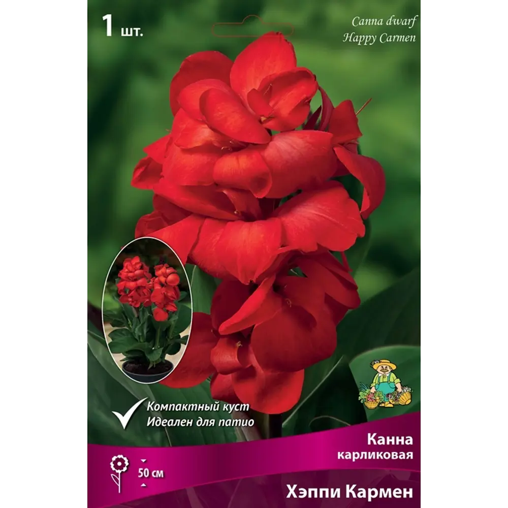 Канна Хэппи Кармен луковица I 83598115 STLM-2175329 Santreyd 