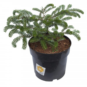 15944725 Пихта Силберлоке корейская, 30-40х25 см, Германия