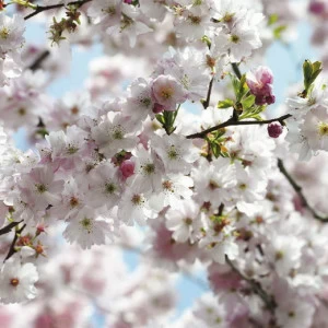 8NW-507-Spring Фотообои Komar National Geographic 2.54х3.68 м