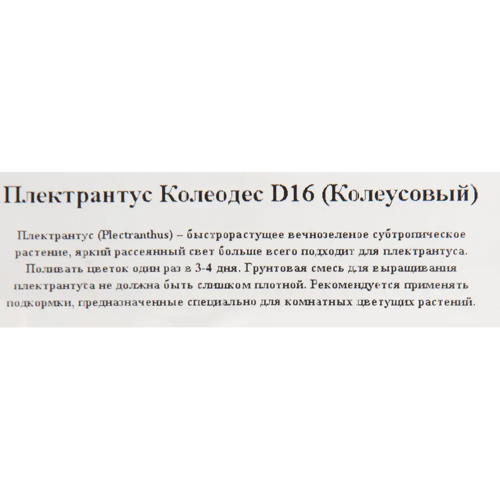 Santreyd Плектрантус Колеодес - комнатная мята для уюта 82560440 STLM-0029954 - Вид №2