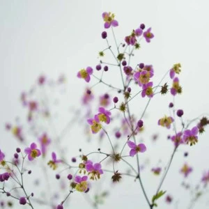 WP01189 Фотообои Verol Фотообои decoline 1х1 м