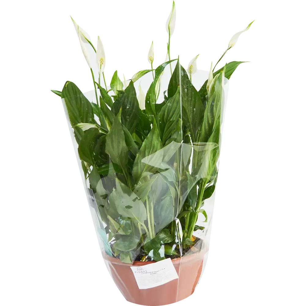 Santreyd Спатифиллум — изящное комнатное растение с белыми цветами 85324985 STLM-0061542 - Вид №3