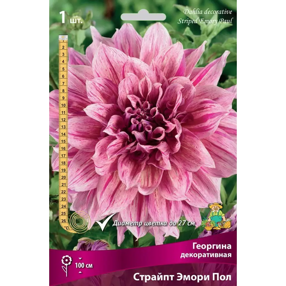 Георгина декоративная Страйпт Эмори Пол луковица I 83593823 STLM-2112914 Santreyd 