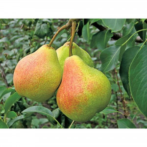 83539266 Груша Памяти Яковлева 9x60 см