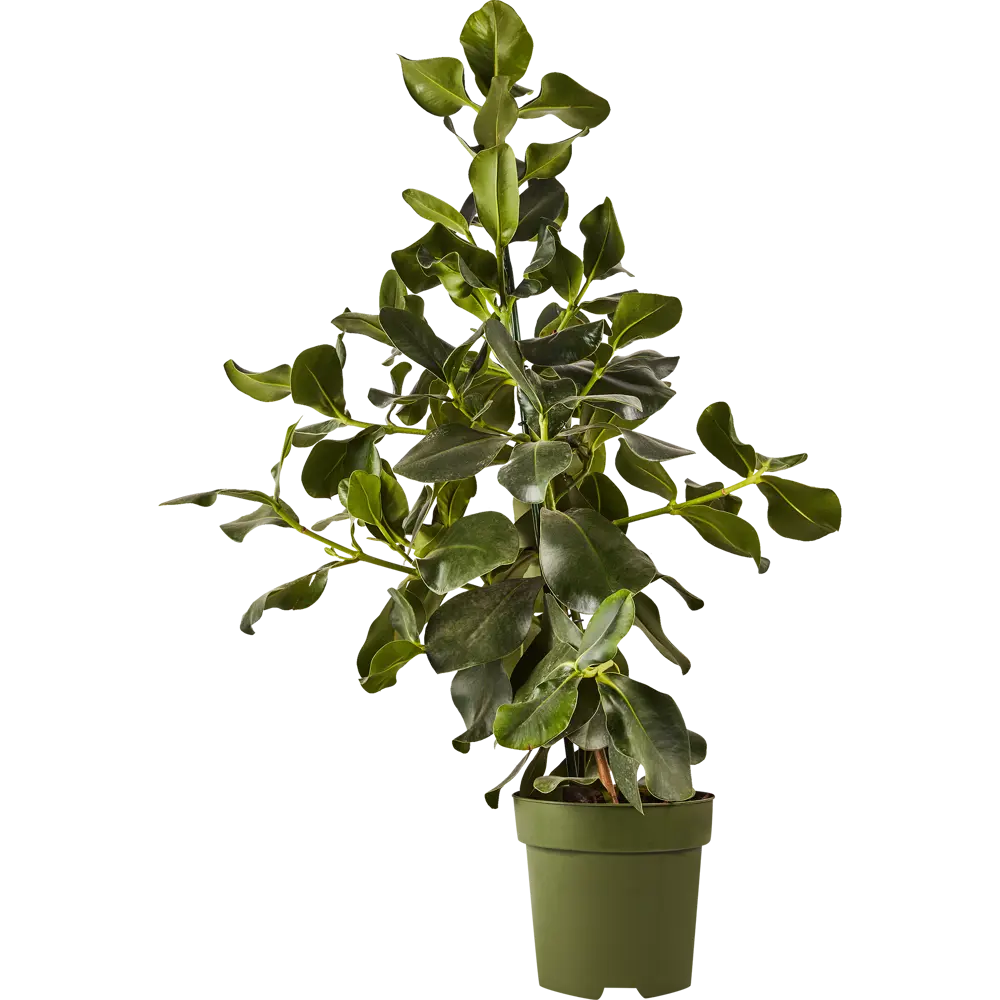 Клузия Розеа от Santreyd — декоративное растение с крупной листвой для интерьера 87819669 STLM-0954152