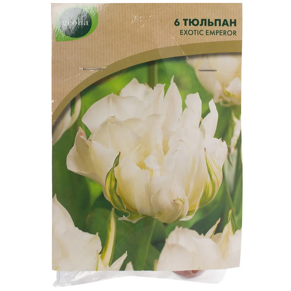 Тюльпан Exotic Emperor GEOLIA 12 6/25 18658601 STLM-2136015  - Вид №1
