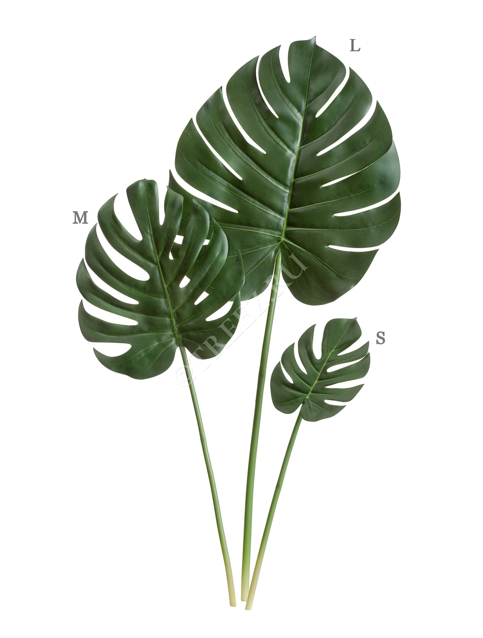 30.0618229M Лист Монстеры Мидл Цветочная коллекция  - Вид №1