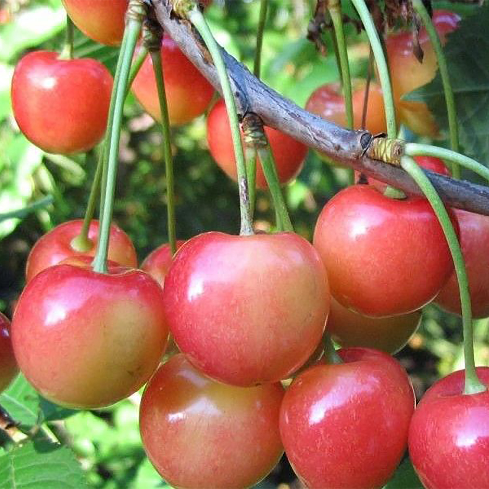 Саженец черешни Брянская розовая двухлетний 18469894