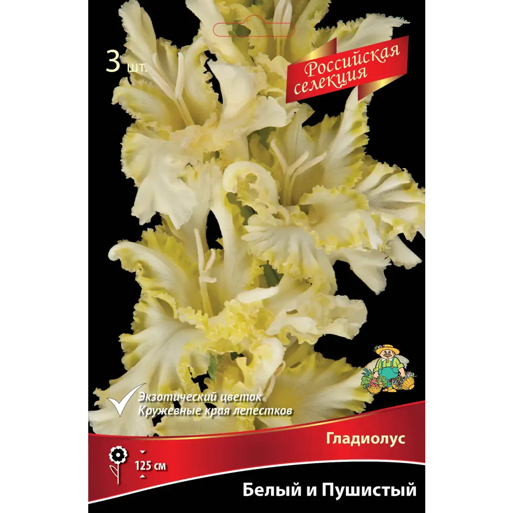 Гладиолус Белый и пушистый, 3 шт. 89351808 STLM-2070171 ПОИСК 