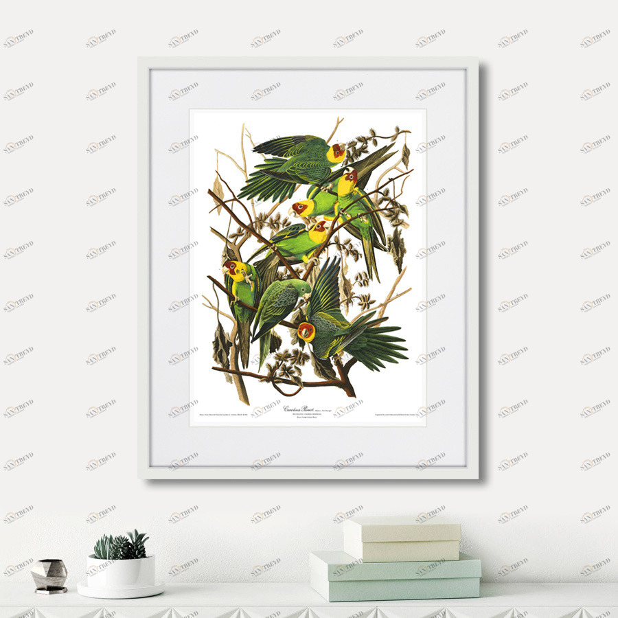 Картина в раме 52х42 см Carolina Parrot, 1841г. КАРТИНЫ В КВАРТИРУ  264485 Желтый;зеленый;разноцветный 