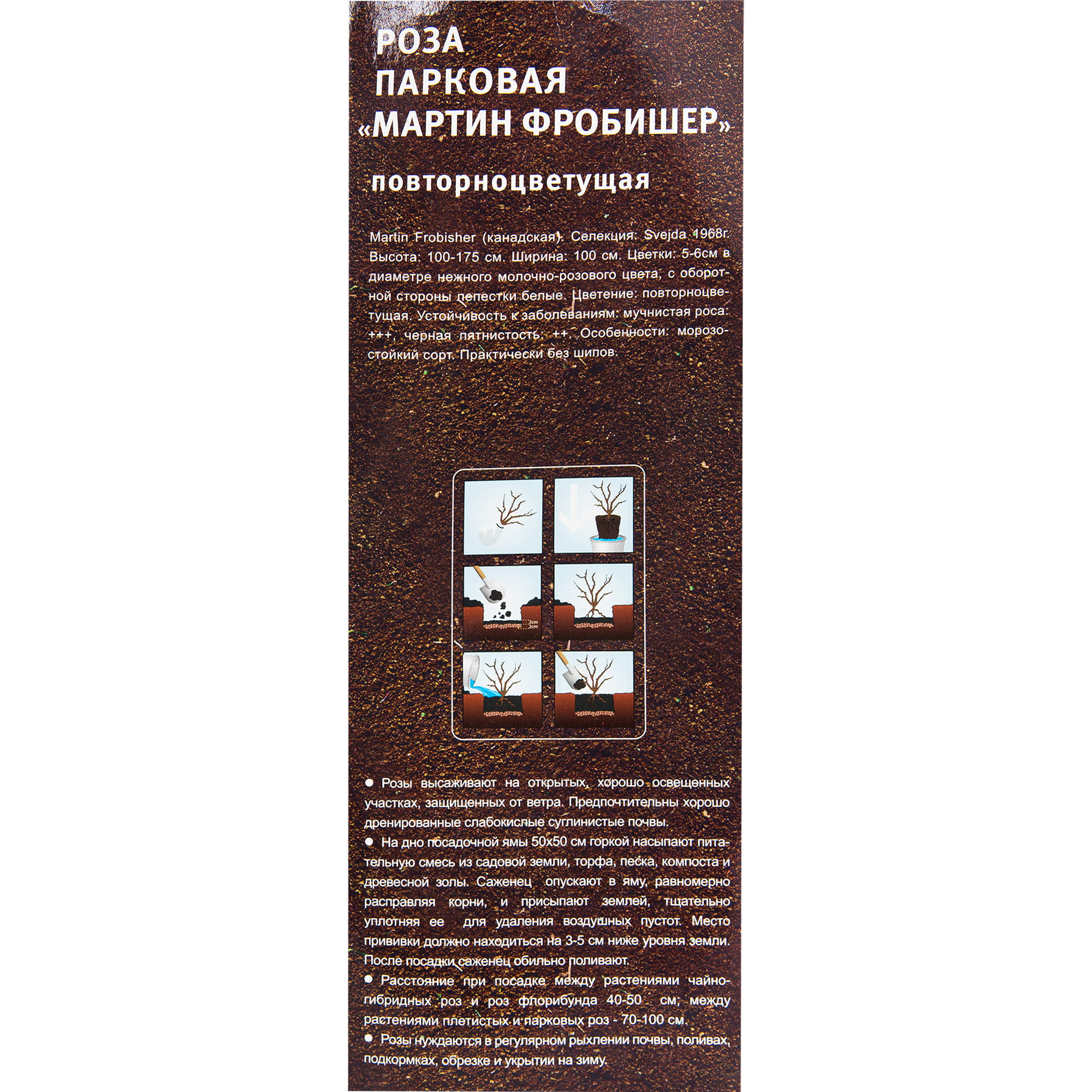 82142859 Роза парковая «Мартин Фробишер» в тубе Santreyd  - Вид №2