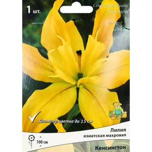 Лилия азиатская махровая Кенсингтон, 88659182 STLM-2055658