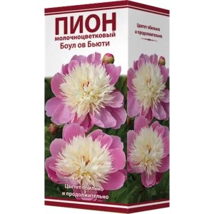 Пион травянистый «Боул ов Бьюти» 82530280 STLM-2149980