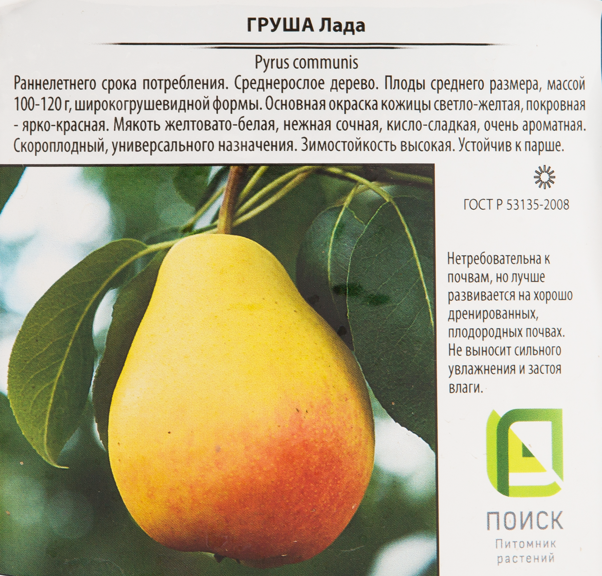 Груша Лада Santreyd - саженец для сочного урожая в вашем саду 82585408 STLM-0030732 - Вид №1