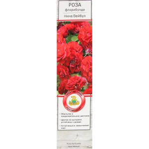 Розы флорибунда «Нина Вейбул» 18348494 STLM-2076605
