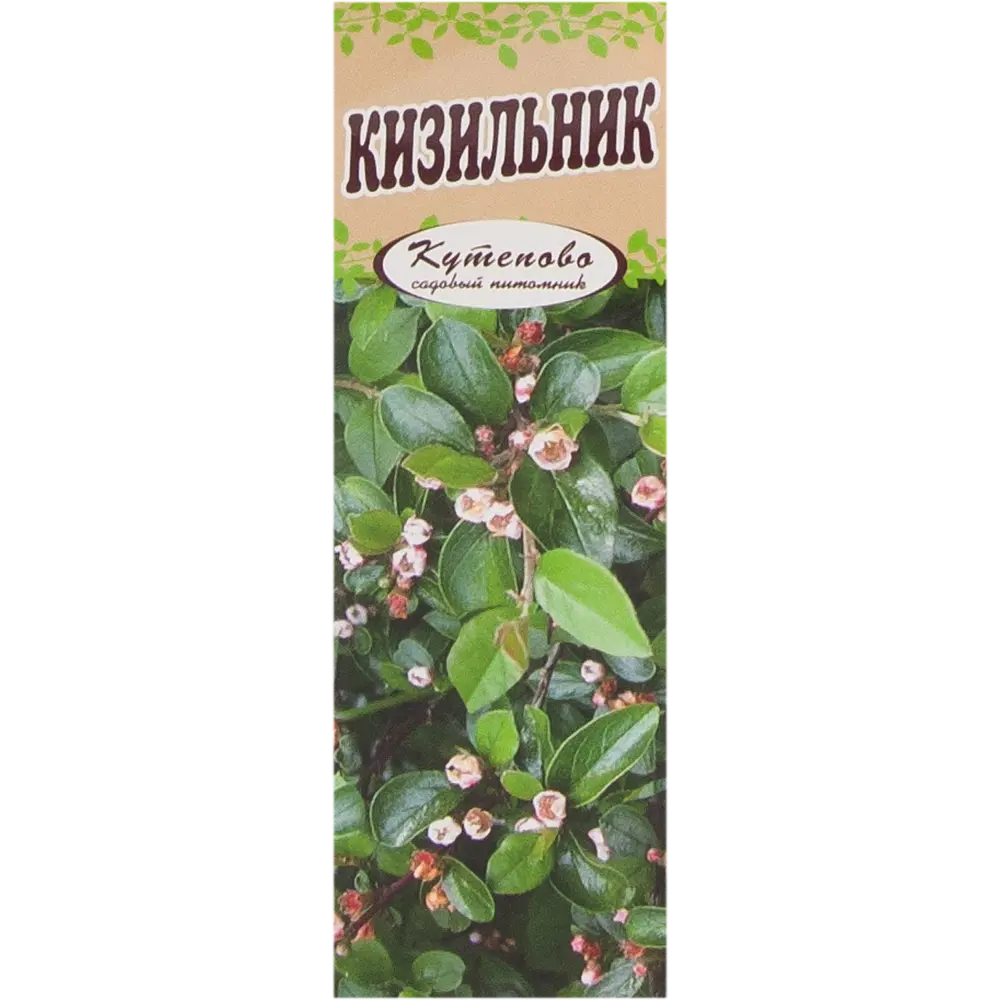 Кизильник блестящий, в коробке 18321013 STLM-2106548 Santreyd  - Вид №2