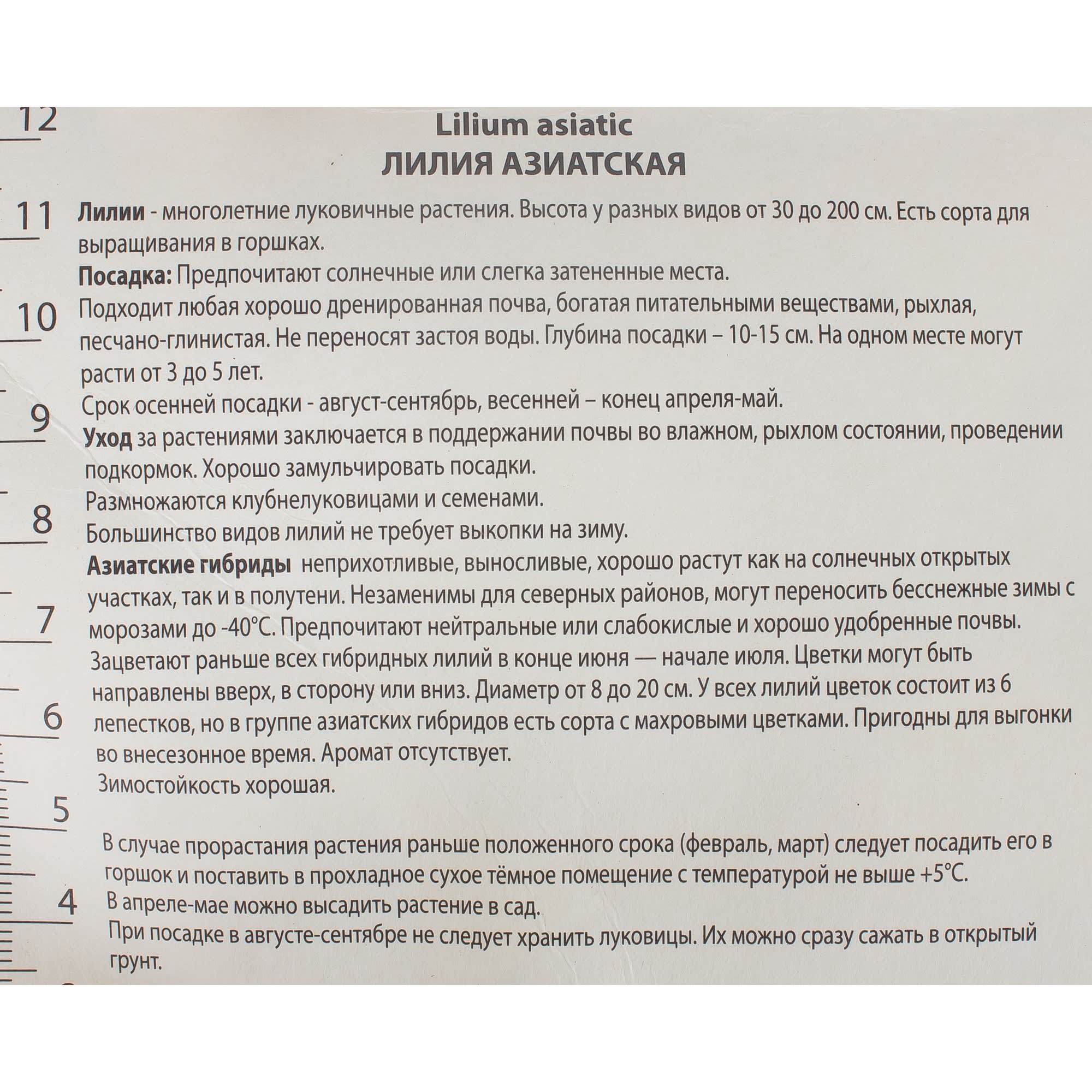 81945455 Лилия азиатская Танго «Изи Данс» Santreyd  - Вид №2