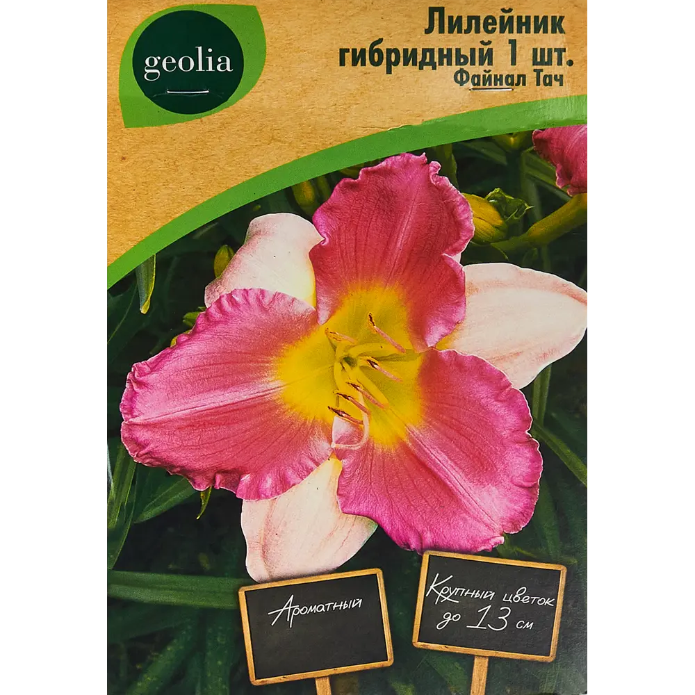 Лилейник Geolia гибридный Файнал Тач 86408711 STLM-2009589 