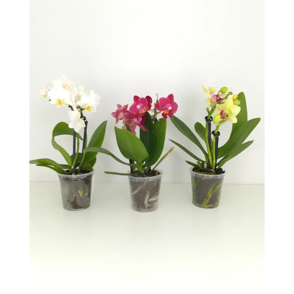 Santreyd Фаленопсис микро - комнатная орхидея с пятнистыми лепестками 14448172 STLM-0004958 - Вид №4