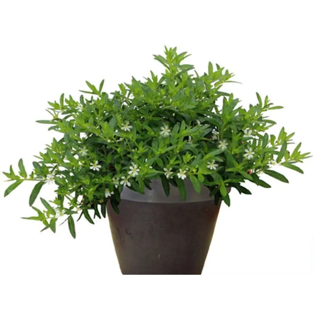 Куфея микс ø12 h12 см 89371235 STLM-2115249 АГРОНИ 