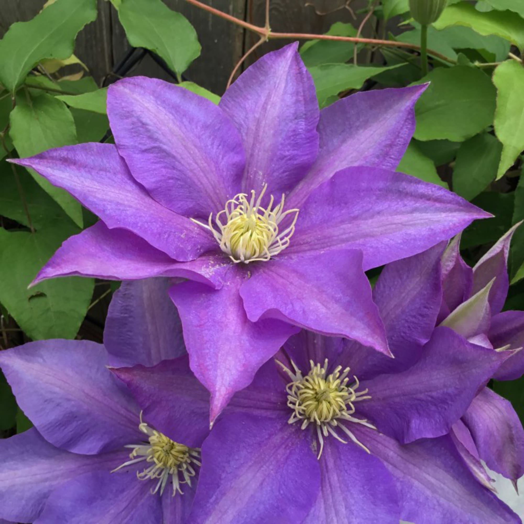 17939612 Клематис в сортах Santreyd 