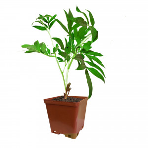 82253629 Пион травянистый розовоцветный «Нэнси Нора» С2