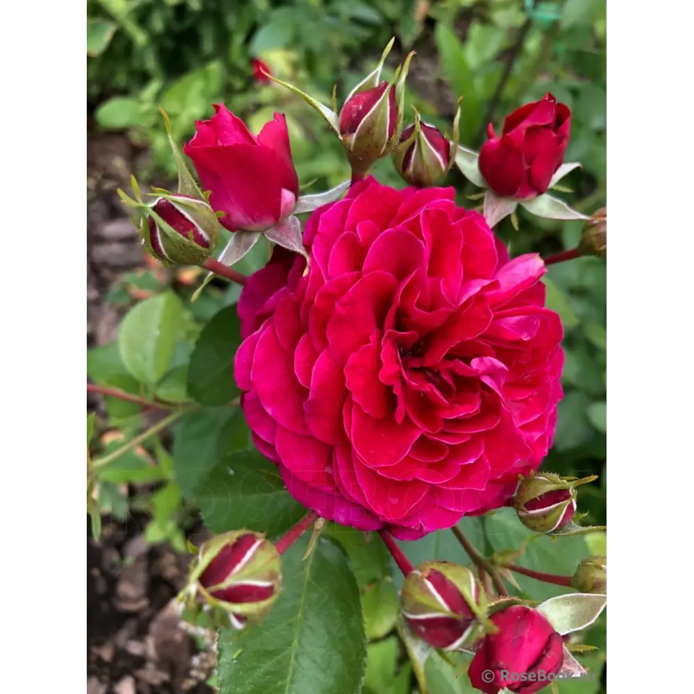 Роза Флорибунда Домэн дэ Сэн ø18 h20 см 89465472 STLM-2211973 PLANTMARKET 
