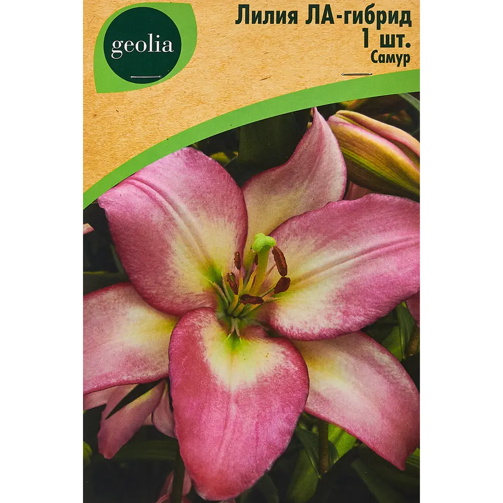 Лилия Geolia ла-гибрид Самур 86408633 STLM-2192270 
