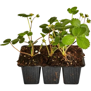 Земляника микс ø6 h5 см 6 шт. 85608232 STLM-2188225