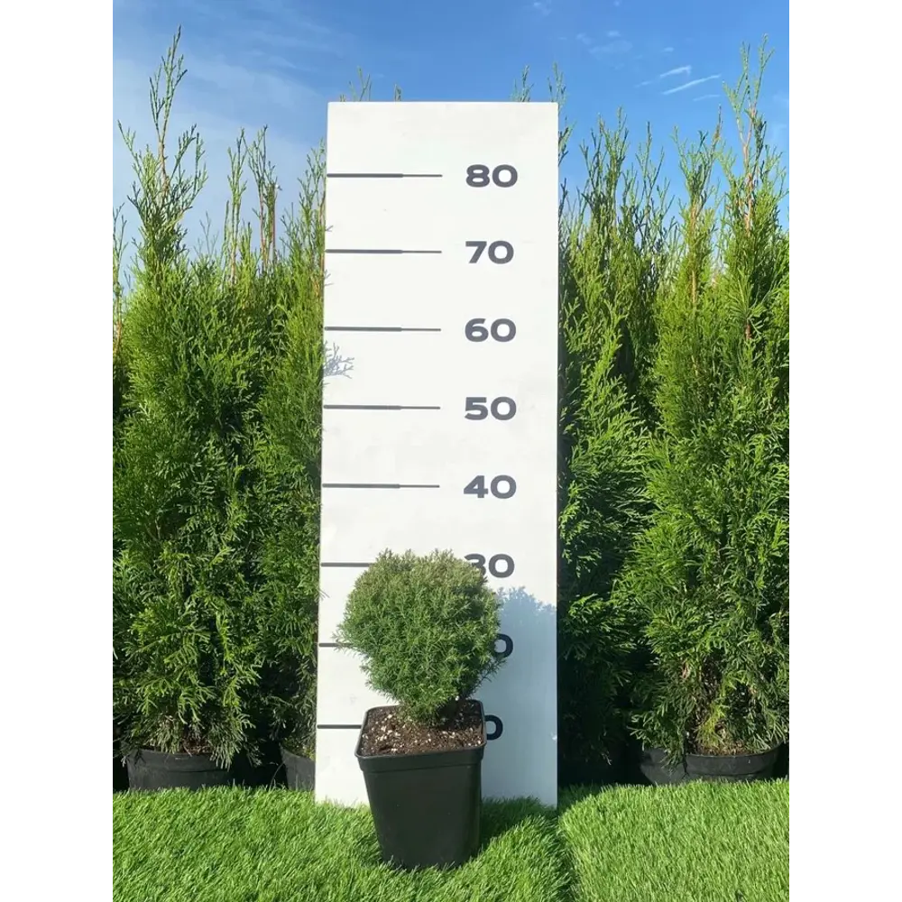Туя Тэдди h20 - 40 см 89355460 STLM-2196479 Santreyd 